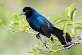 Boat-tailed Grackle