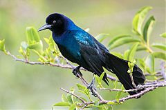 Boat-tailed Grackle