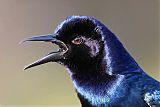 Boat-tailed Grackleborder=