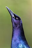 Boat-tailed Grackle