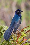 Boat-tailed Grackleborder=