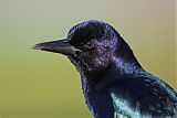 Boat-tailed Grackle