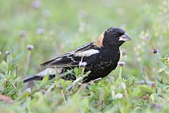 Bobolink