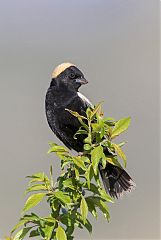 Bobolink