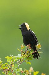 Bobolink