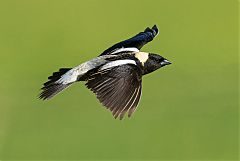 Bobolink