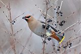 Bohemian Waxwingborder=