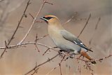 Bohemian Waxwingborder=