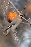 Bohemian Waxwingborder=