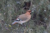 Bohemian Waxwingborder=