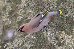 Bohemian Waxwing