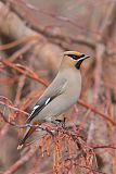 Bohemian Waxwingborder=