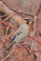 Bohemian Waxwing