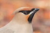 Bohemian Waxwing