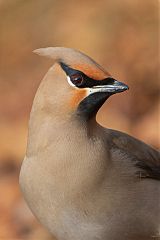 Bohemian Waxwing