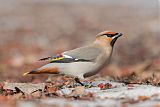 Bohemian Waxwingborder=