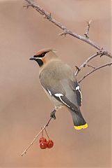 Bohemian Waxwing