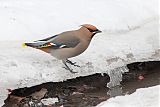 Bohemian Waxwingborder=