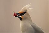 Bohemian Waxwingborder=