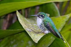 White-booted Racket-tail