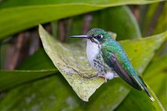 Booted Racket-tail