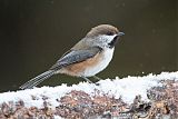 Boreal Chickadee