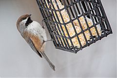 Boreal Chickadee