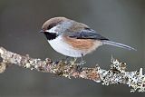 Boreal Chickadee