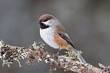 Boreal Chickadee