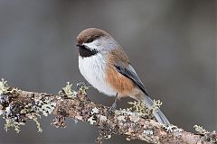 Boreal Chickadee