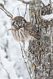 Boreal Owl