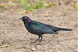 Brewer's Blackbird