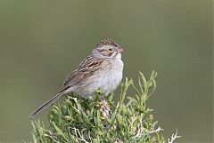 Brewer's Sparrow