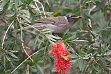 Bridled Honeyeaterborder=