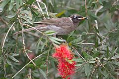 Bridled Honeyeater