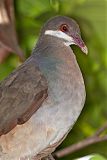 Bridled Quail-Doveborder=