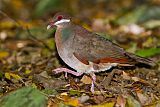 Bridled Quail-Doveborder=