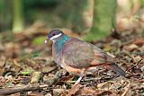 Bridled Quail-Dove