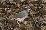 Bridled Quail-Doveborder=