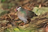 Bridled Quail-Doveborder=