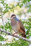 Bridled Quail-Doveborder=