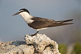 Bridled Tern