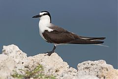 Bridled Tern