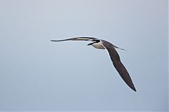 Bridled Tern