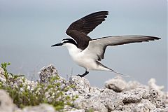Bridled Tern