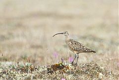 Bristle-thighed Curlew