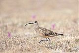 Bristle-thighed Curlew