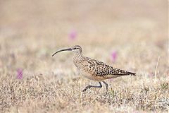 Bristle-thighed Curlew