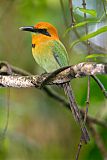 Broad-billed Motmot