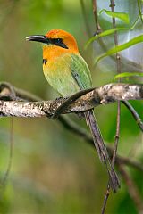 Broad-billed Motmot